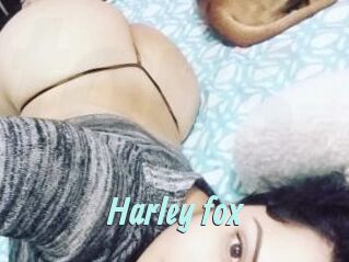 Harley_fox