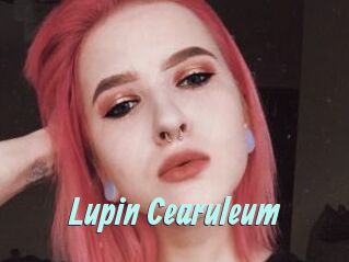 Lupin_Cearuleum